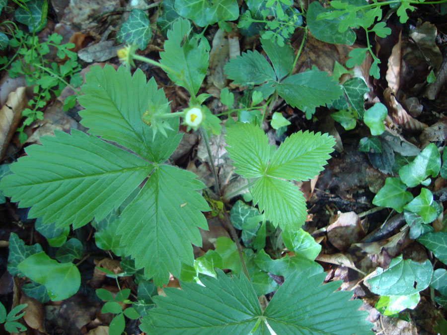 Fragaria cfr. vesca